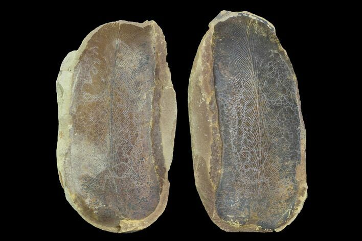 Fossil Macroneuropteris Seed Fern (Pos/Neg) - Mazon Creek #89896